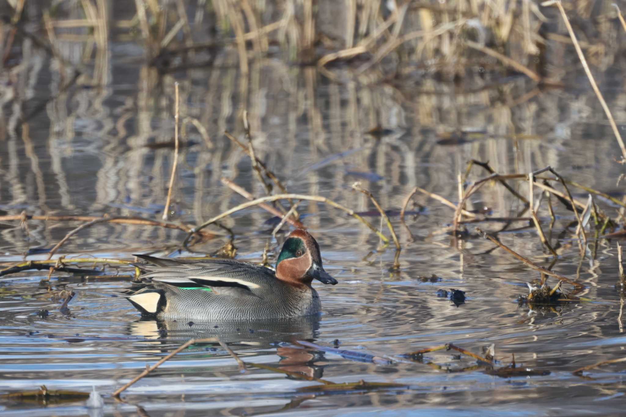 Eurasian Teal