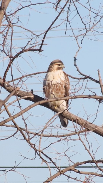 Eastern Buzzard 南浅川 Wed, 1/17/2024