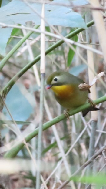 Red-billed Leiothrix 長沼公園 Wed, 1/17/2024