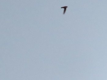 House Swift 長沼公園 Wed, 1/17/2024