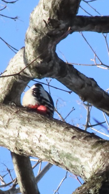 Great Spotted Woodpecker Mt. Takao Thu, 1/18/2024