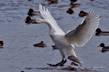 Tundra Swan 東庄県民の森 Wed, 1/3/2024