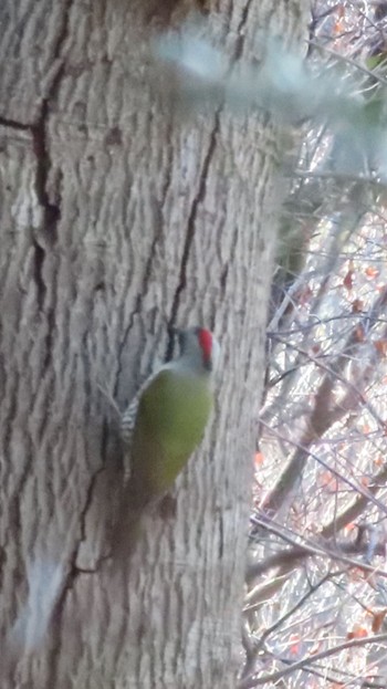 Japanese Green Woodpecker Mt. Takao Thu, 1/18/2024