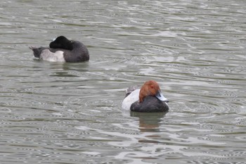 ホシハジロ 高島水際線公園 2018年11月7日(水)