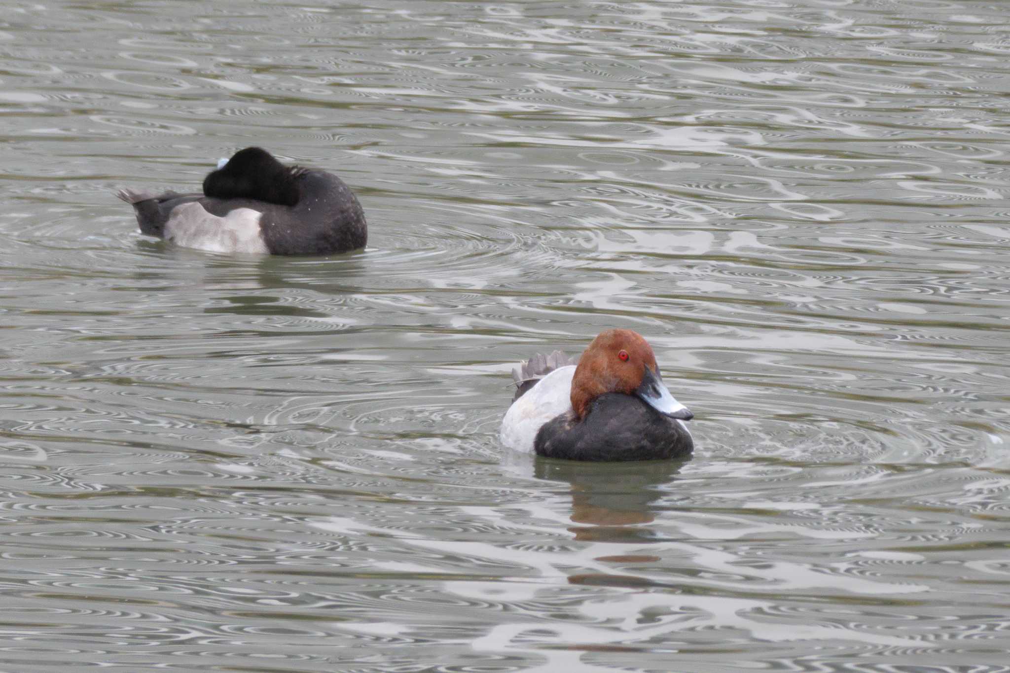 Common Pochard