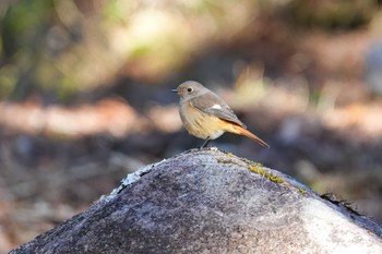 Daurian Redstart 岩屋堂公園 Wed, 1/17/2024