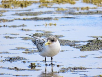 Greater Crested Tern Long Reef(Australia, NSW) Fri, 1/5/2024