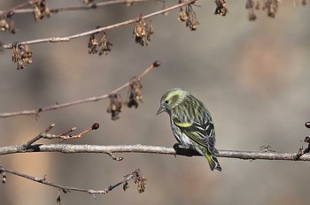 Eurasian Siskin Saitama Prefecture Forest Park Sat, 1/13/2024