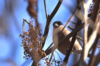 Eurasian Bullfinch(rosacea) Saitama Prefecture Forest Park Sat, 1/13/2024