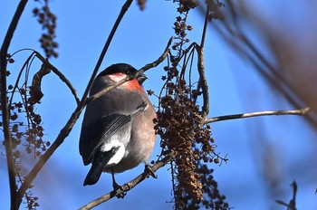 Eurasian Bullfinch(rosacea) Saitama Prefecture Forest Park Sat, 1/13/2024