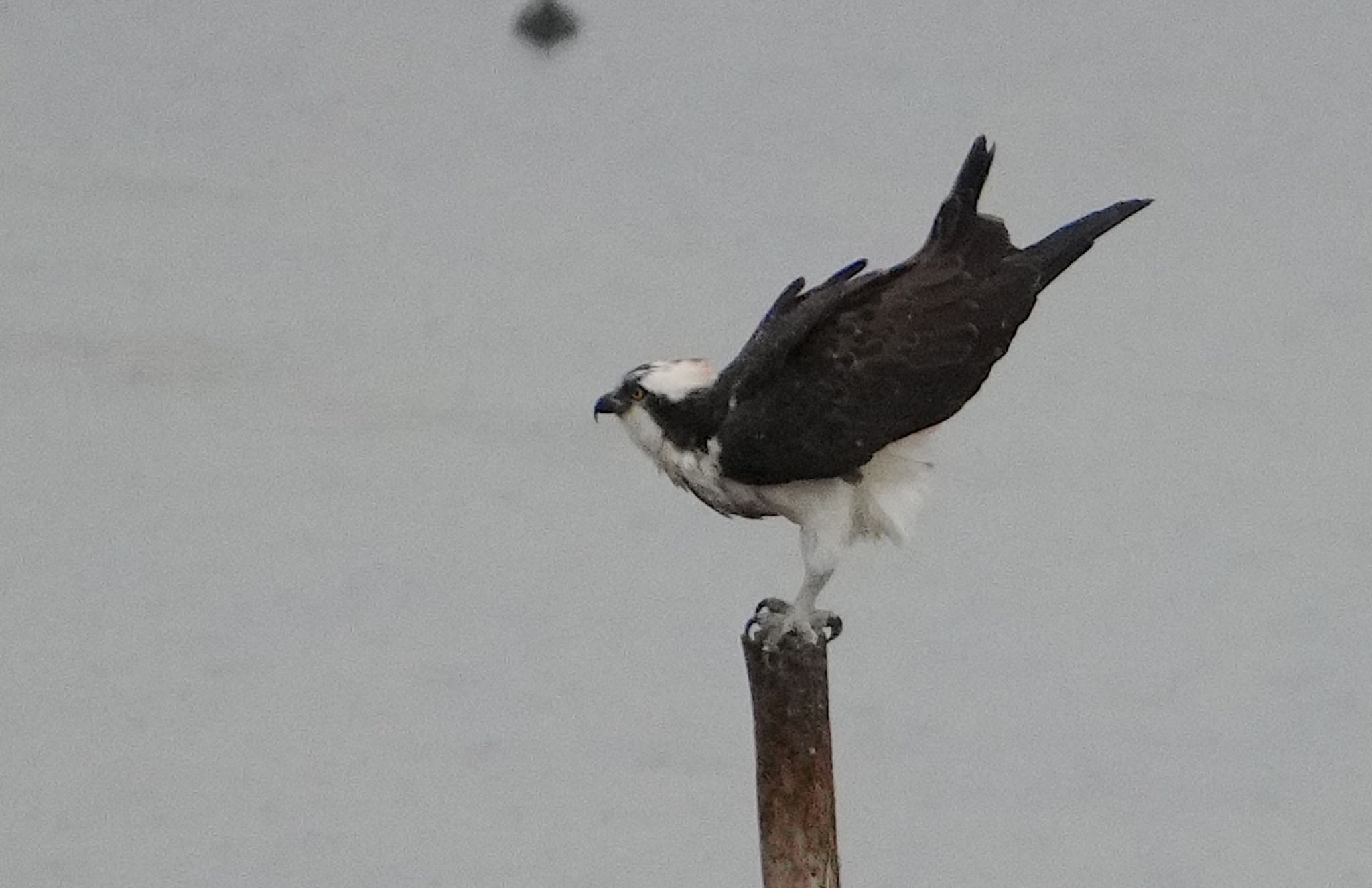 大阪南港野鳥園 ミサゴの写真 by アルキュオン