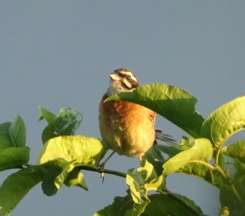 Meadow Bunting 滋賀県伊吹山 Sat, 7/14/2018