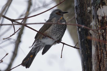 Brown-eared Bulbul 恵庭市;北海道 Thu, 1/18/2024