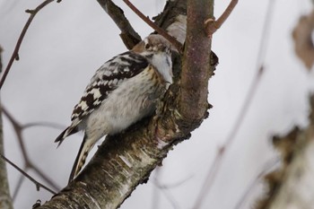 Japanese Pygmy Woodpecker 恵庭市;北海道 Thu, 1/18/2024