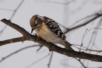 Japanese Pygmy Woodpecker 恵庭市;北海道 Thu, 1/18/2024