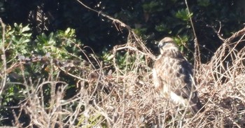 ノスリ 愛知県森林公園 2024年1月17日(水)