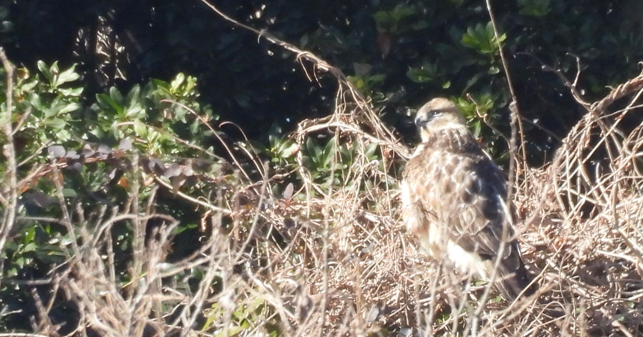 Eastern Buzzard