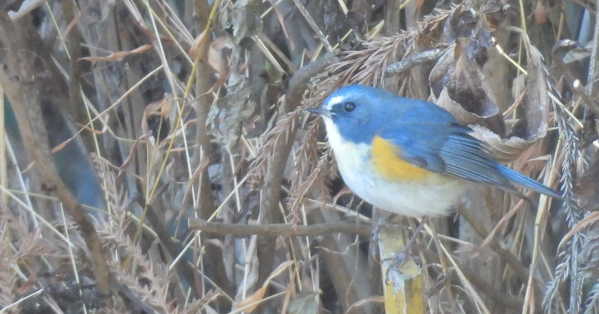 Red-flanked Bluetail