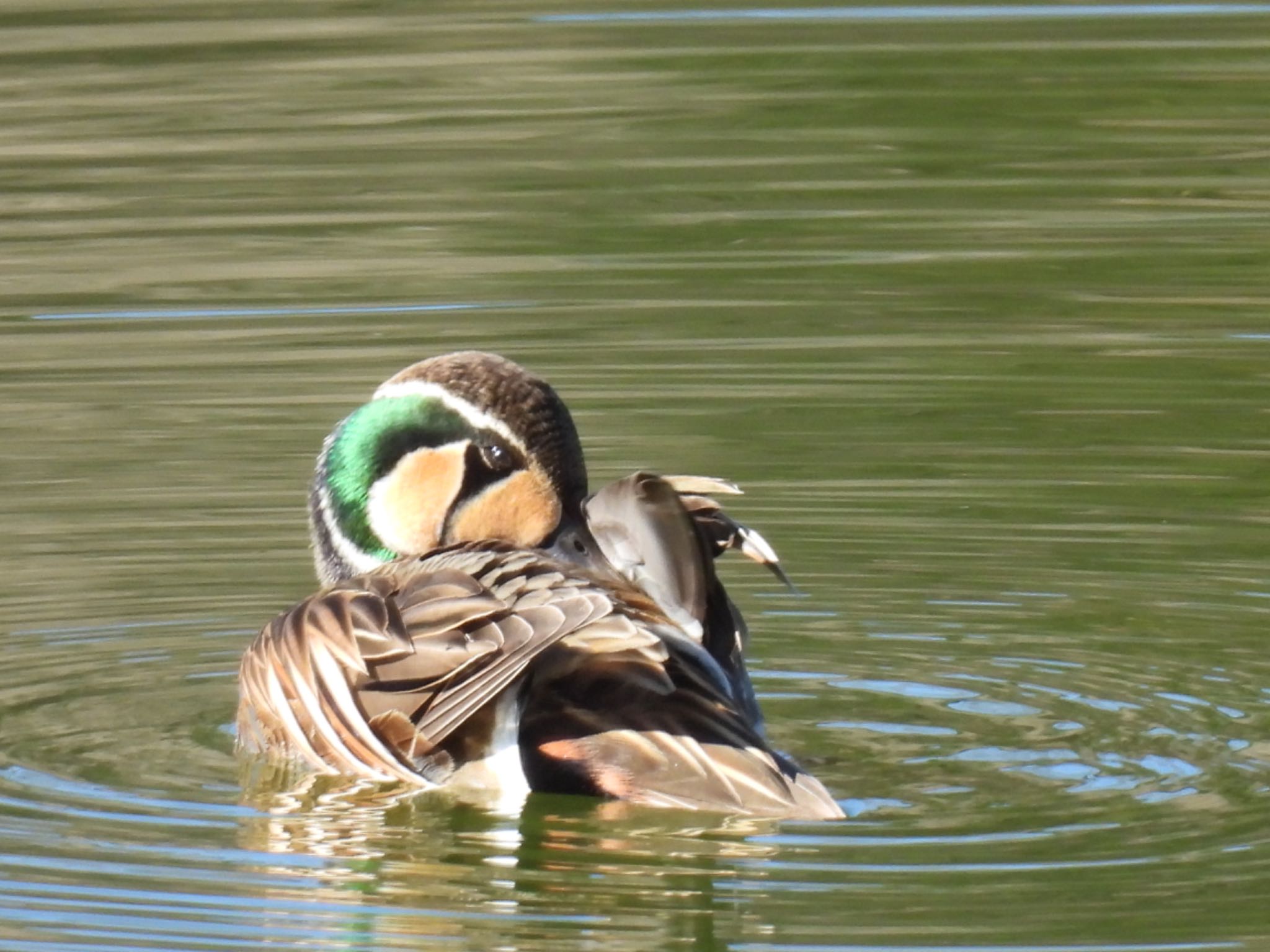 Baikal Teal