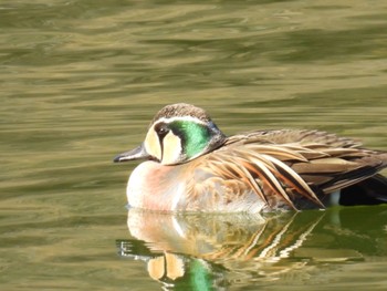 2024年1月17日(水) 愛知県森林公園の野鳥観察記録