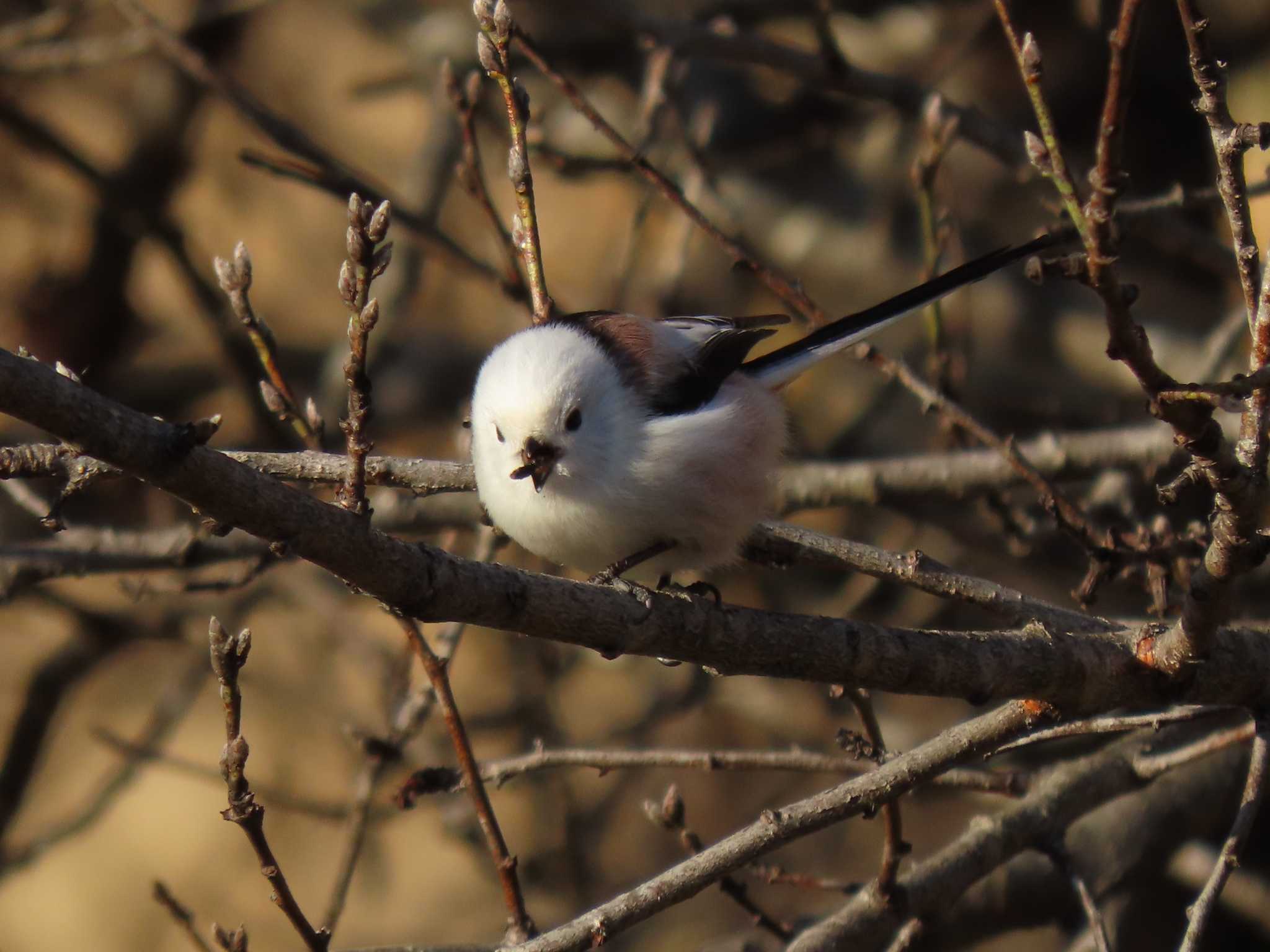 Long-tailed tit(japonicus)