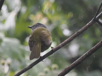 Mountain Greenbul