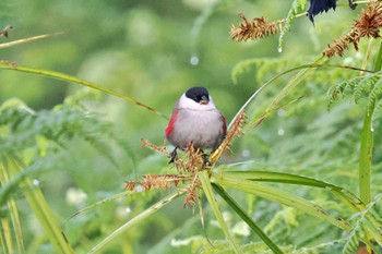 Kandt's Waxbill Amboseli National Park Wed, 12/27/2023