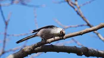 Long-tailed Tit Mizumoto Park Thu, 1/18/2024