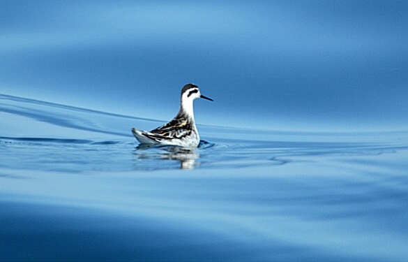 Photo of Red-necked Phalarope at 北海道 by Markee Norman