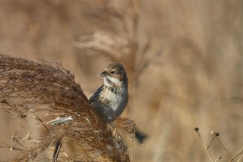 Pallas's Reed Bunting 多摩川 Fri, 1/5/2024