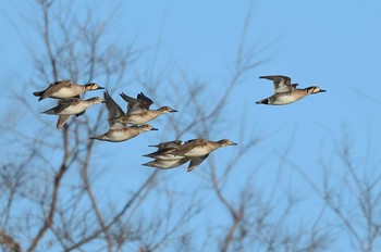 Baikal Teal 愛知県 Wed, 1/17/2024