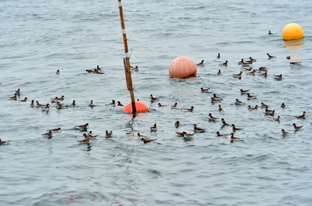 北海道 アカエリヒレアシシギの写真 by Markee Norman