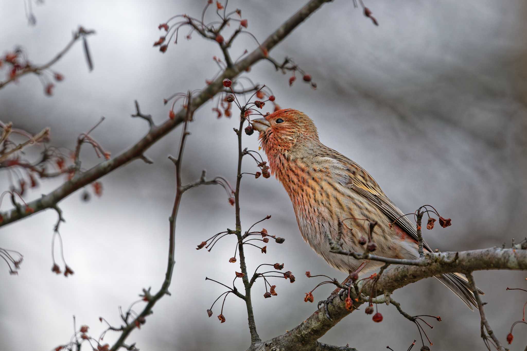 Photo of Pallas's Rosefinch at 岡谷林道 by しの