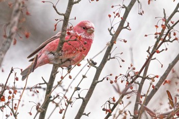 Pallas's Rosefinch 岡谷林道 Thu, 1/18/2024