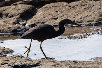 Pacific Reef Heron Unknown Spots Thu, 1/4/2024