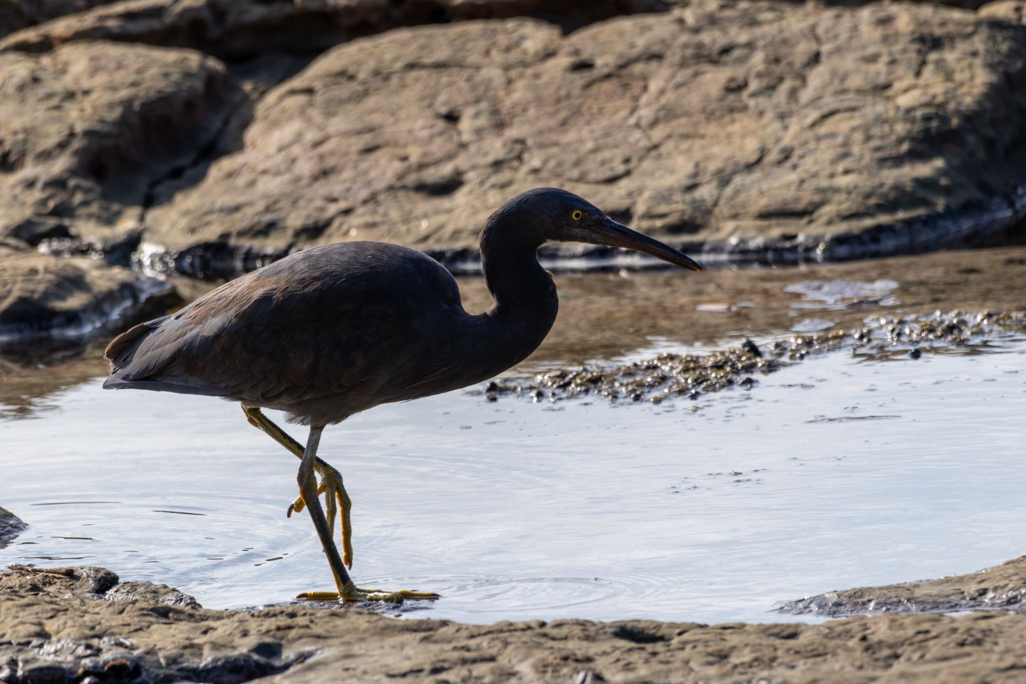 Photo of Pacific Reef Heron at  by そいぎんた