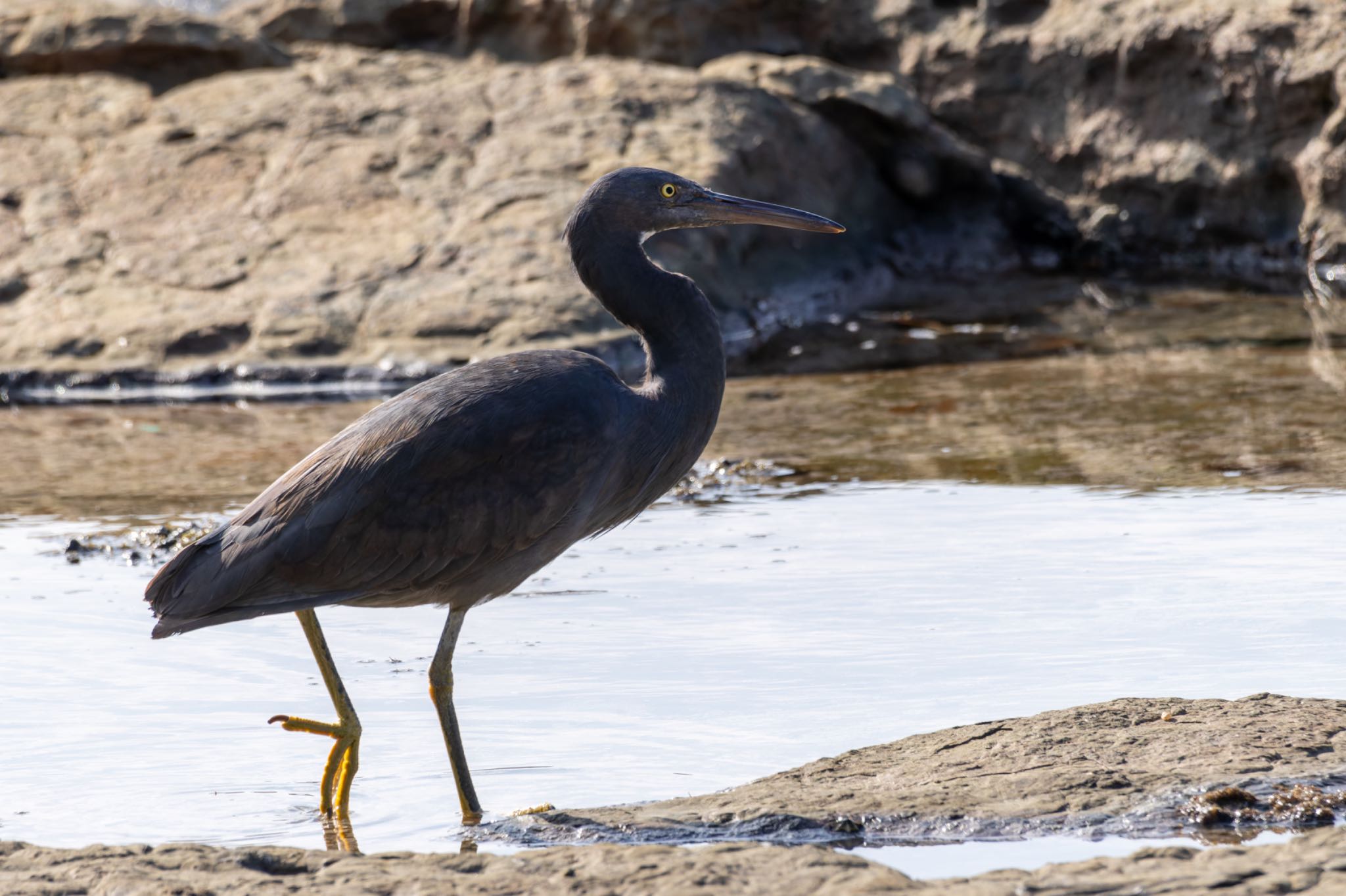 Photo of Pacific Reef Heron at  by そいぎんた