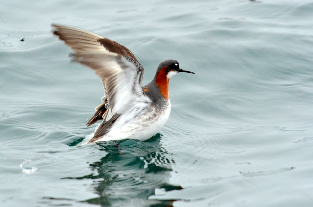 Photo of Red-necked Phalarope at 北海道 by Markee Norman