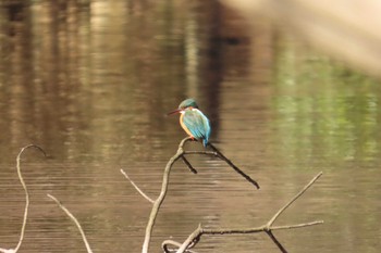 カワセミ 明治神宮 2024年1月14日(日)