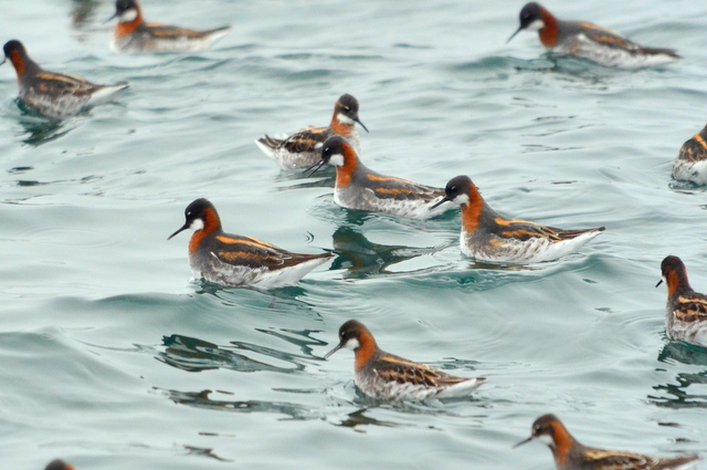 Red-necked Phalarope