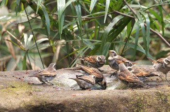 2024年1月18日(木) 井の頭公園の野鳥観察記録