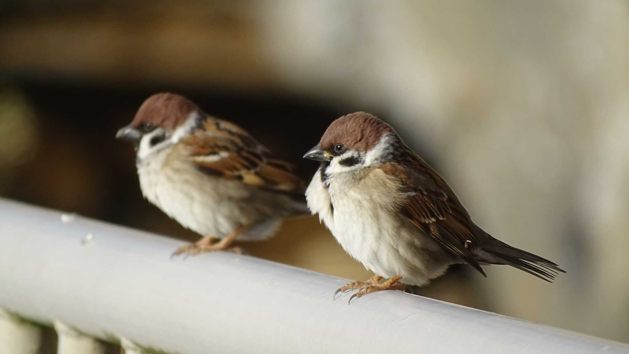 Photo of Eurasian Tree Sparrow at 屏風岩 by poppo