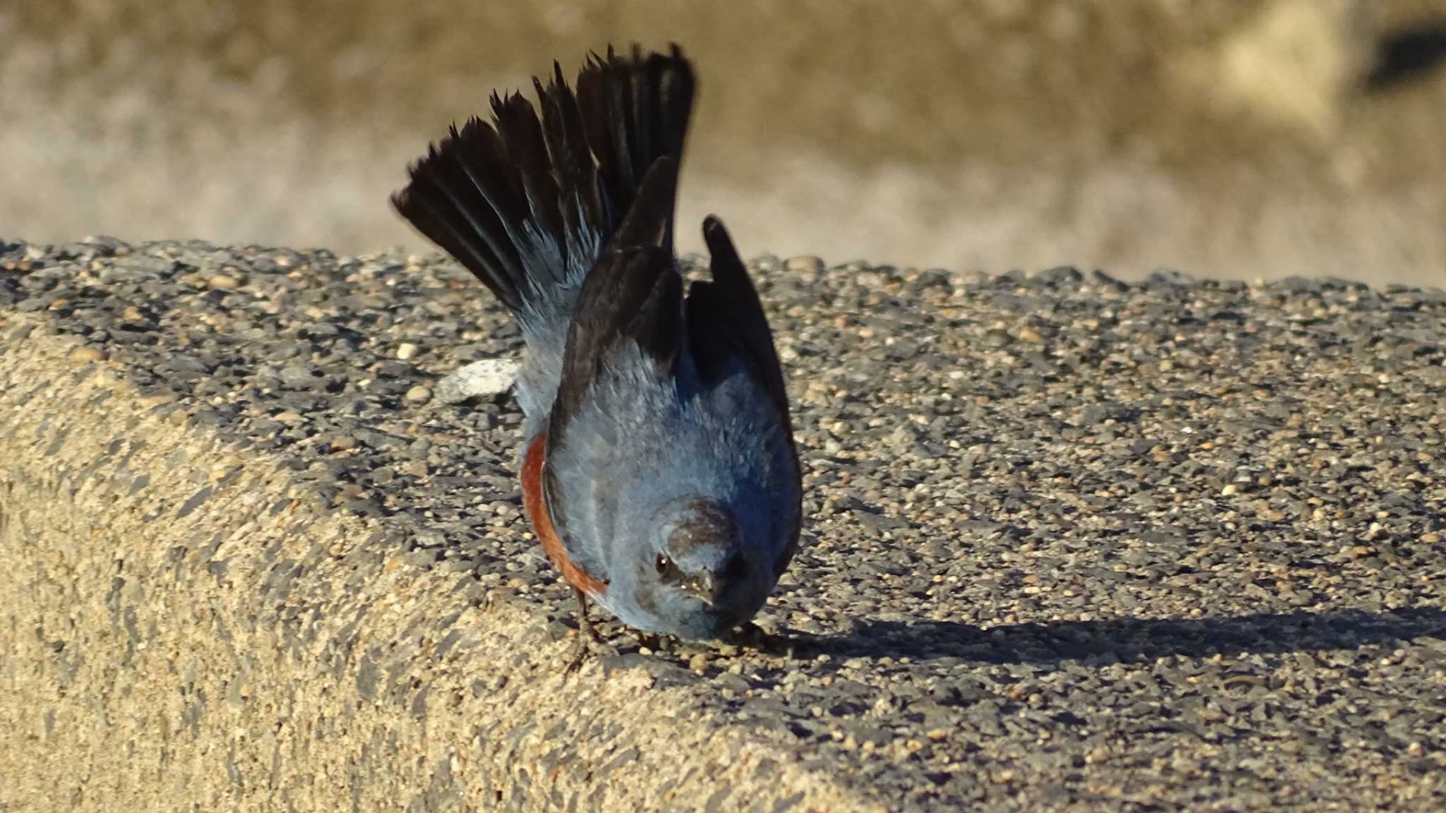 Photo of Blue Rock Thrush at 屏風岩 by poppo