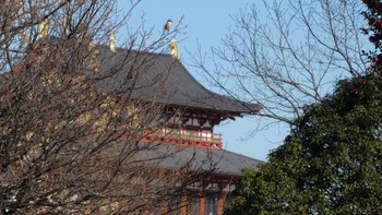 モズ 奈良県 2024年1月17日(水)