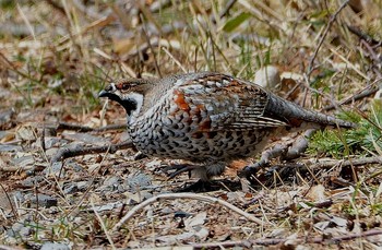 エゾライチョウ 北海道 撮影日未設定