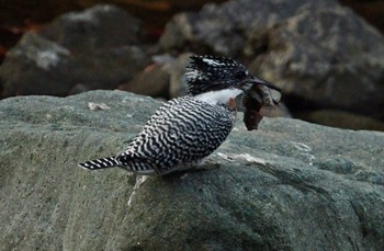 Crested Kingfisher Unknown Spots Unknown Date