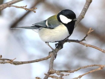 シジュウカラ 青葉公園(千歳市) 2024年1月18日(木)