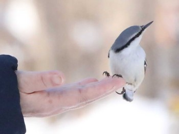 ゴジュウカラ 青葉公園(千歳市) 2024年1月18日(木)