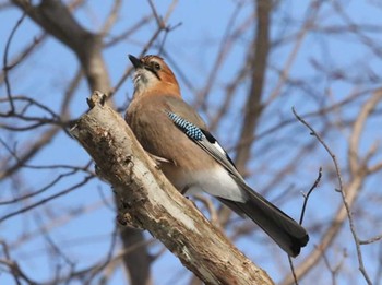 カケス 青葉公園(千歳市) 2024年1月18日(木)