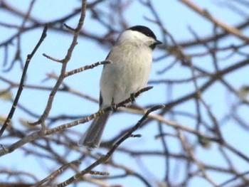 コガラ 青葉公園(千歳市) 2024年1月18日(木)